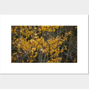 Fall Aspen Leaves Posters and Art